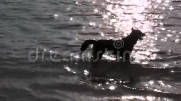 狗在海里放松视频的预览图