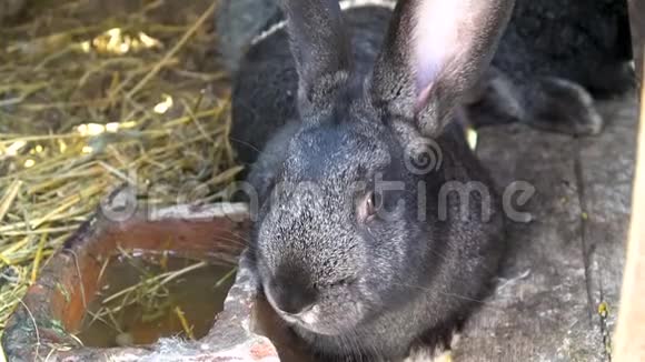 可爱的黑兔嗅嗅和放松视频的预览图