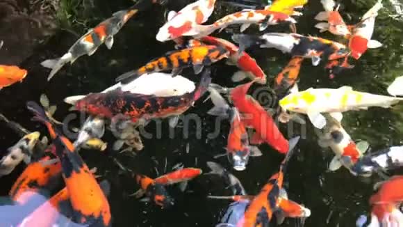 五颜六色的锦鲤鱼或鲤鱼在池塘花园里游泳视频的预览图
