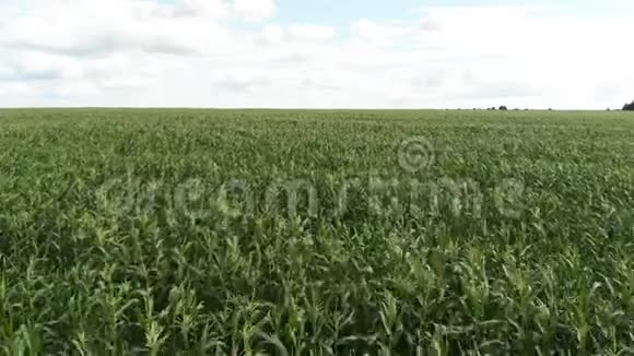 绿色玉米田的鸟瞰图照相机飞向玉米地上空的地平线视频的预览图