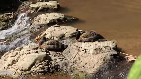 白脸吹口哨的鸭子坐在溪边的石头上视频的预览图