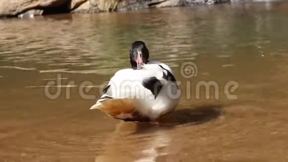 鸭子站在小溪上清理羽毛视频的预览图