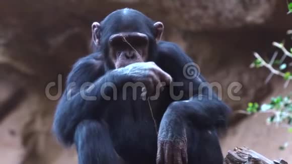动物园里的黑猩猩视频的预览图