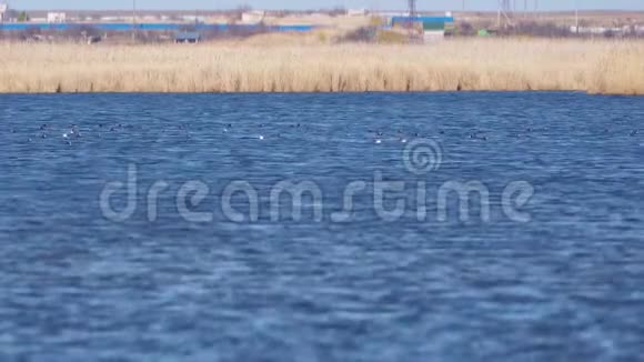 鸭子在湖水中游泳和潜水上面有蓝色的水和漂亮的黄色芦苇视频的预览图