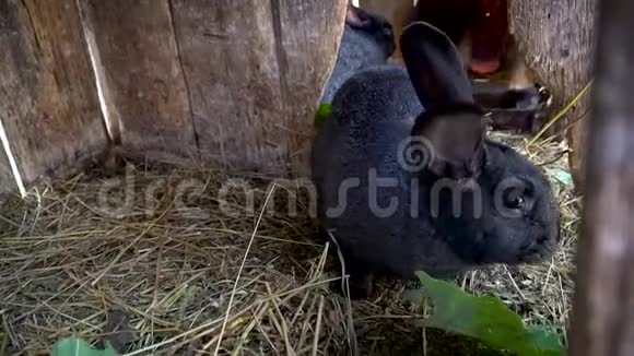 两只黑兔子在笼子里吃干草视频的预览图