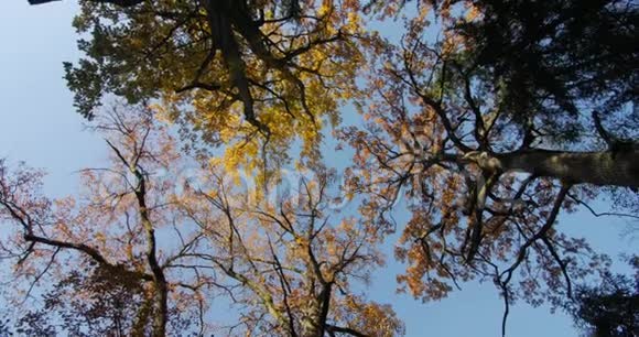 秋天在树梢视频的预览图