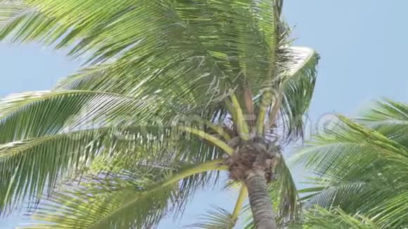 棕榈叶逆天视频的预览图