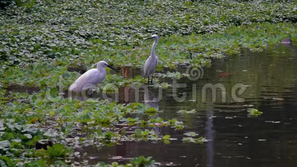 两位成人白鹭在台北湖水中的慢动作视频的预览图