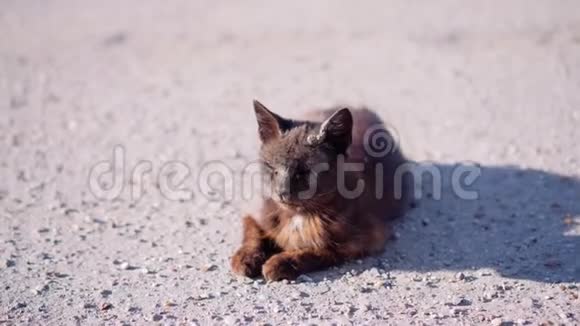 沙比院子猫躺在院子中间的一个混凝土平台上动物的特写阳光灿烂视频的预览图