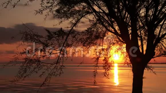 一棵树的轮廓和大海上美丽的日落视频的预览图
