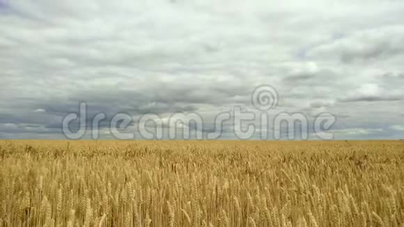 夏日阳光照耀在小青麦田之上的农业景观视频的预览图