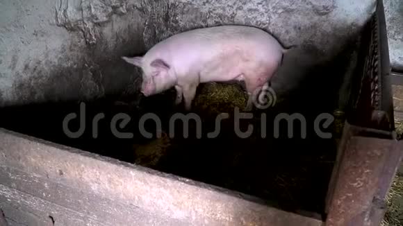 村里快乐的粉红猪大玫瑰猪嗅嗅和放松视频的预览图