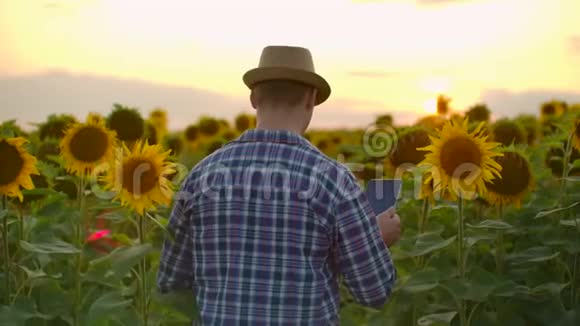 农夫在田里拿着向日葵在ipad上工作视频的预览图