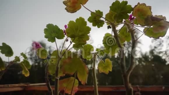 在雨天阳台上的花在风中摇曳不错的特写视频的预览图