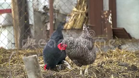 两只鸡在村里的后院散步农场里的鸡视频的预览图