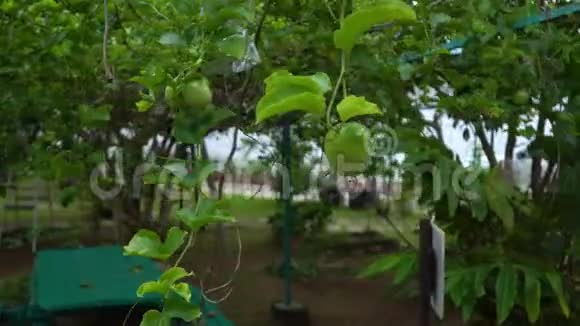 Steadycam在热带花园的马拉库亚植物上拍摄了一种激情水果视频的预览图