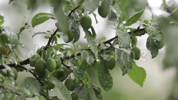 下雨时花园里有棵快乐的树树上的果实仍然是绿色的水果不够RirdCherry视频的预览图