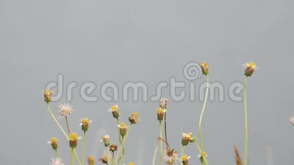 美丽的白色花有黄色的花粉或花苞在风背景模糊的水中摇摆视频的预览图
