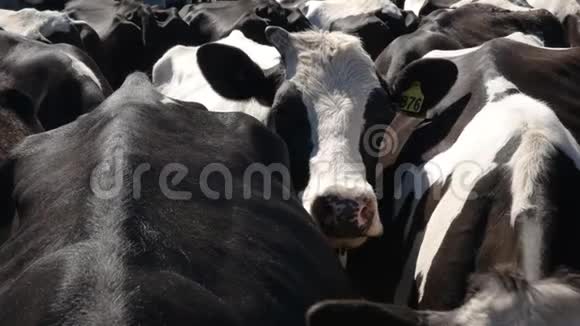 在维多利亚州的一个奶牛场里奶牛正在等待挤奶视频的预览图