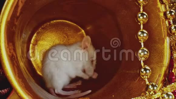 白色家鼠清理皮毛的宏观视野坐在金色的圣诞锅里视频的预览图