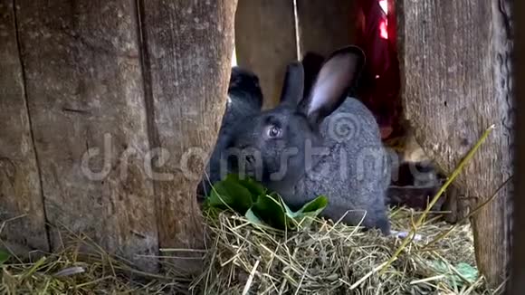 两只黑兔子在笼子里吃干草视频的预览图