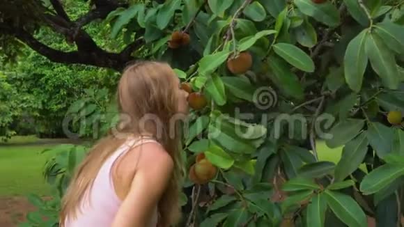 史泰迪康拍摄的竹竹或天鹅绒苹果树上面有很多水果女人在热带地区竹果实视频的预览图
