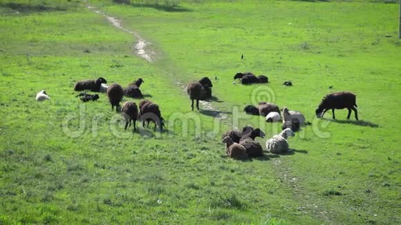 羊群在牧场放牧视频的预览图
