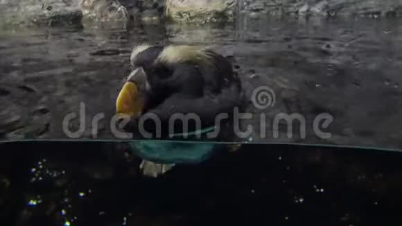 4k簇绒泡芙在动物学中游泳视频的预览图