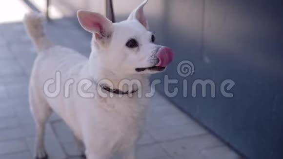 美丽的白狗舔舔嘴唇被绑在商店附近等待他的主人奇妙的动物视频的预览图