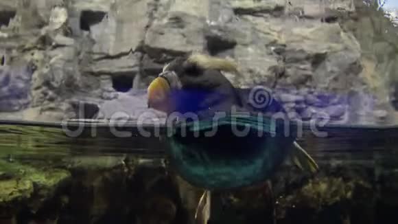 4k簇绒泡芬在台湾的动物学中游泳视频的预览图