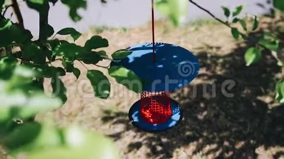 小而漂亮的装饰笼子挂在院子里的一棵树上视频的预览图