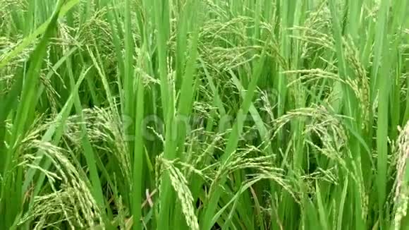 绿色稻田上的稻粒随风摆动新鲜和茂盛的稻田或种植园视频的预览图