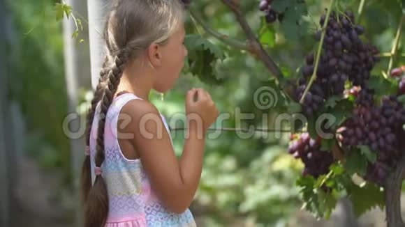 吃葡萄的小女孩视频的预览图