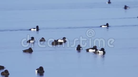 一群鸭子在冰开的第一水上潜水游泳视频的预览图