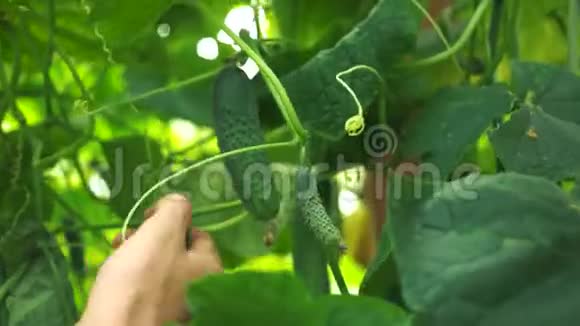 温室工人收割黄瓜视频的预览图
