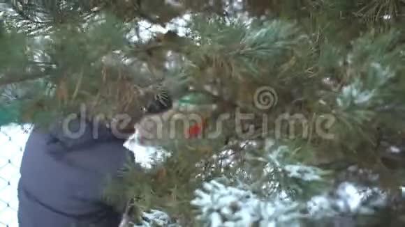 迷人的女人在她雪白的冬日花园里使劲地锯松枝祝圣诞快乐新年快乐视频的预览图