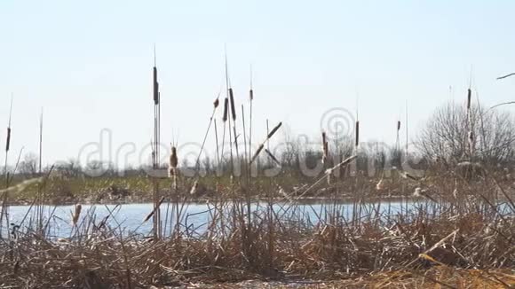 干的沼泽草湖面上成熟的干蒲视频的预览图