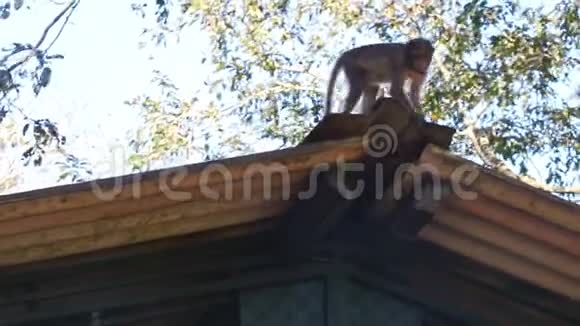 猴子坐步在公园的天空中玩屋顶视频的预览图