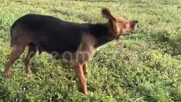 有趣的小猎犬女狗抓挠顽皮的小狗追逐和直视快乐地花时间在公园里郊游视频的预览图