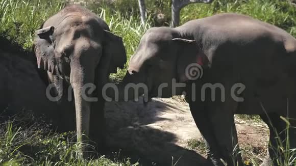 泰国丛林保护区的大型大象夫妇视频的预览图