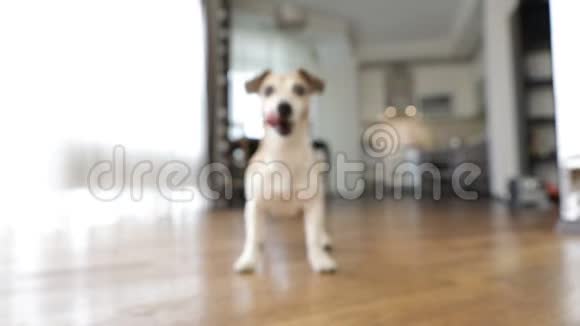 在客厅里玩狗视频改变焦点视频的预览图