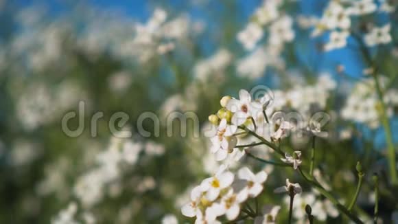 白色灌木的花和叶在风中摇摆在公园的树枝上美丽的春景视频的预览图