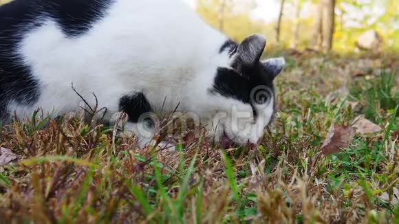 靠近猫喜欢吃草地上残留的鱼视频的预览图
