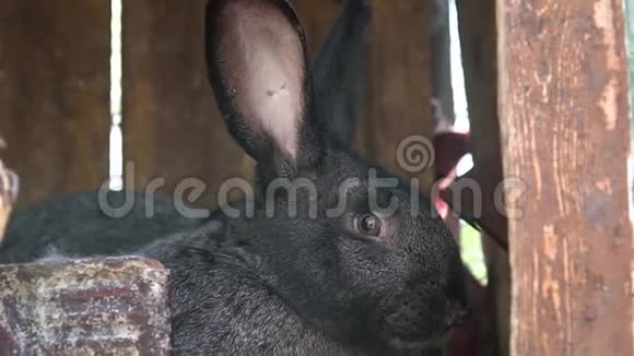 黑兔嗅嗅和放松视频的预览图