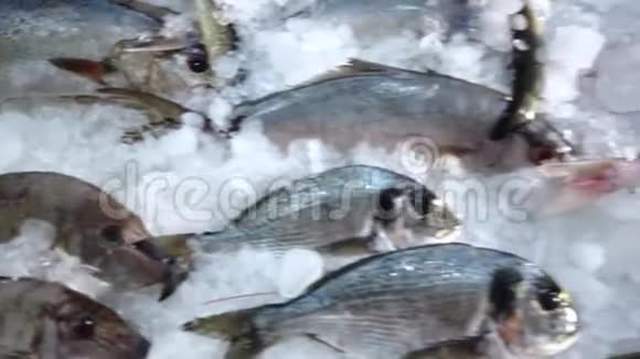 摄像机沿着一系列的海鲜在一家鱼贩店里冰敷着视频的预览图