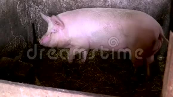 大玫瑰猪嗅嗅和放松村里快乐的粉红猪视频的预览图