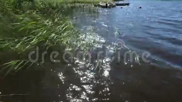 阳光明媚的夏日绚丽的太阳光反射在湖水上视频的预览图