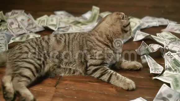 小猫玩钱视频的预览图