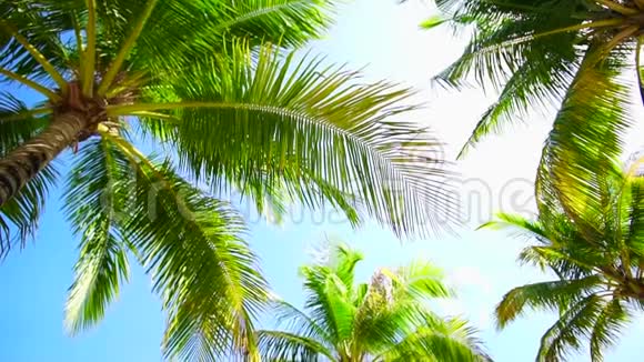 夏日椰子树低日照视频的预览图