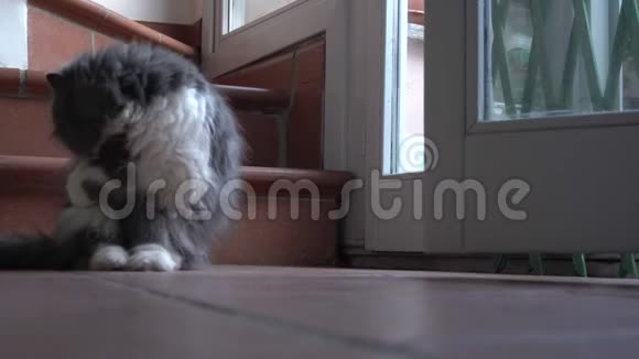 白灰波斯猫洗脸视频的预览图